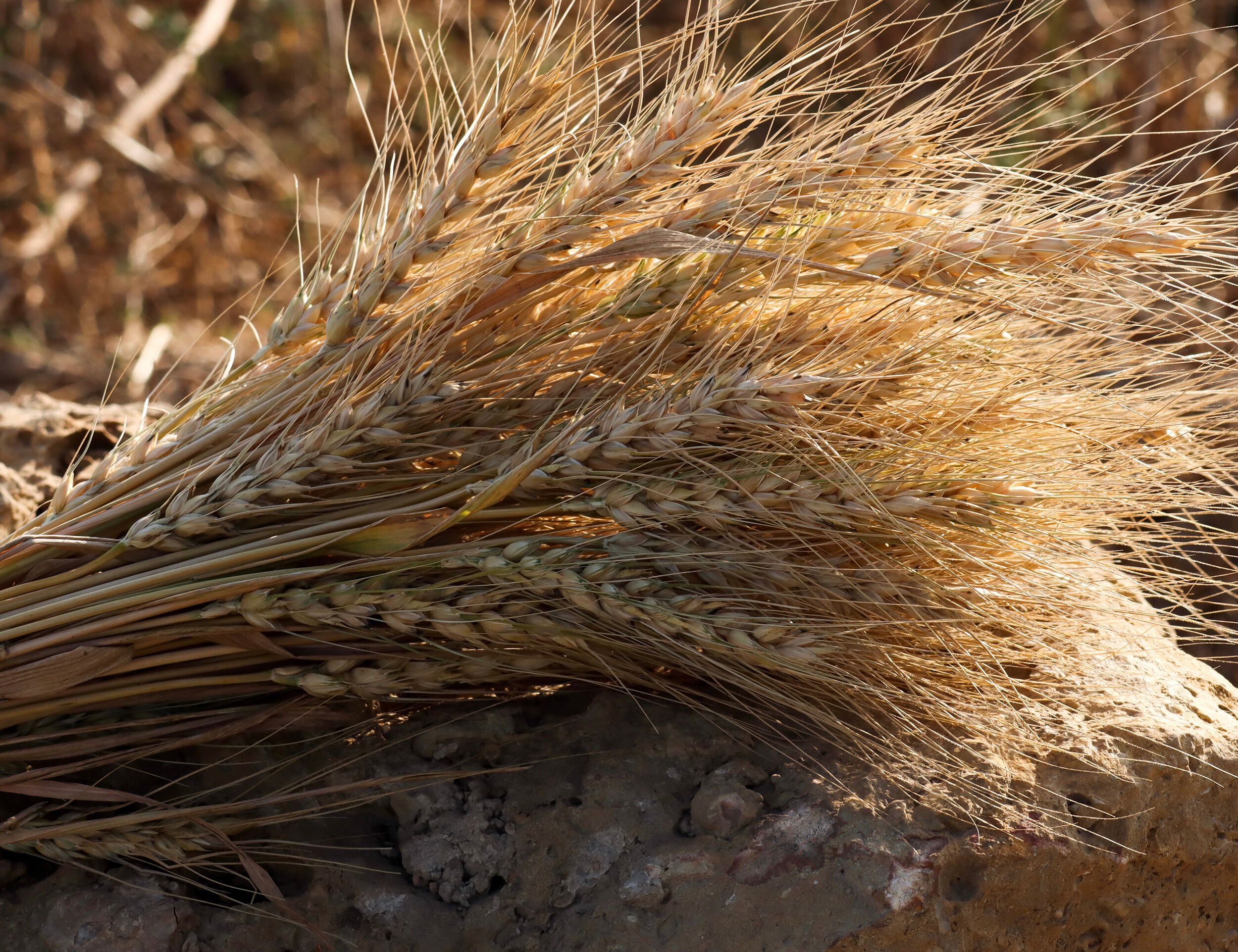 Golden wheat stalks shine under the sun, symbolizing prosperity and the harvest season of Baisakhi.